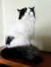 Pure Persian Adult Male Cat